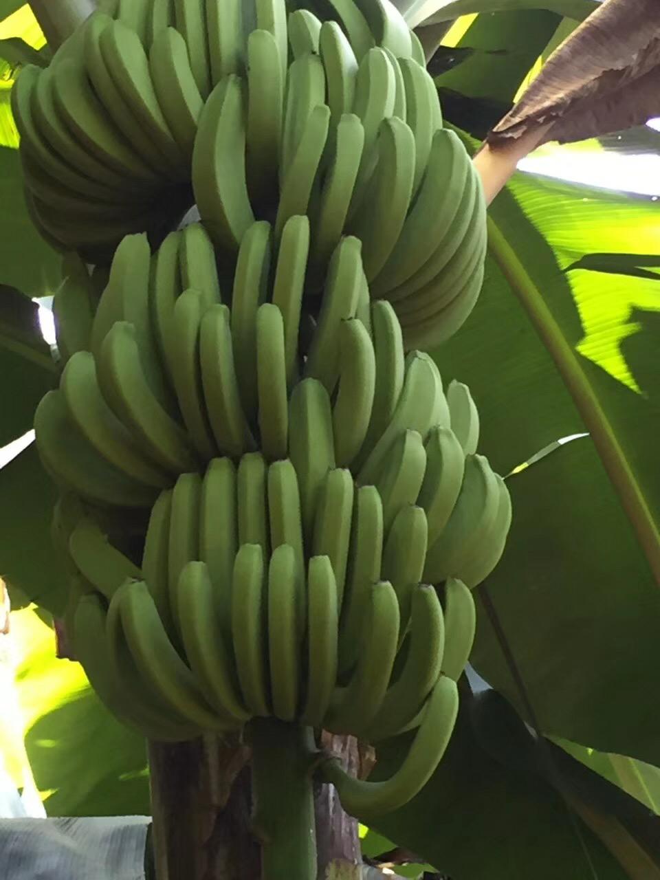 巴西香蕉.jpg