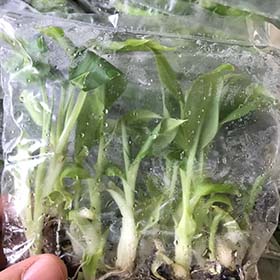 香蕉苗量产.jpg