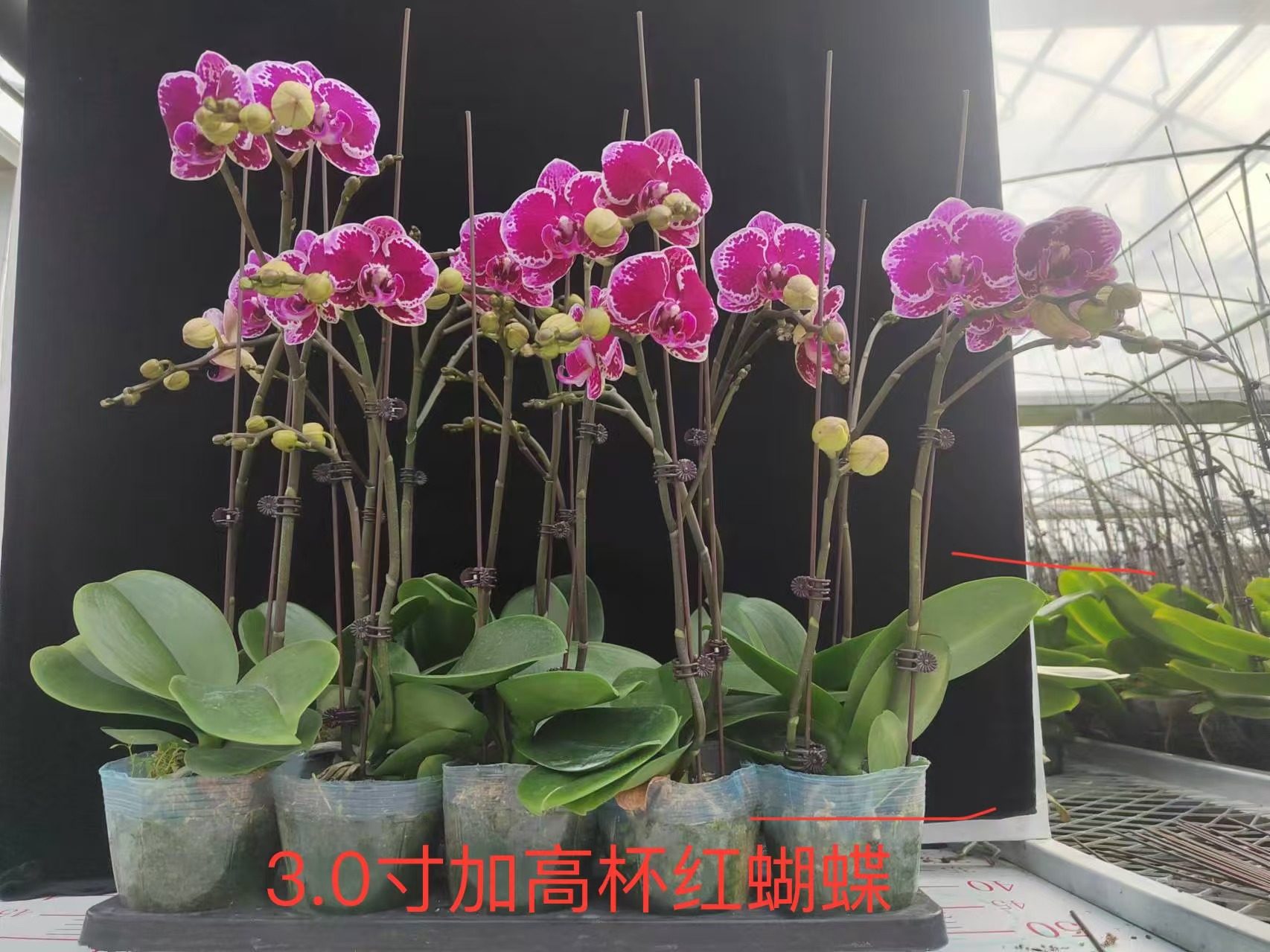 微信图片_20241124092157.jpg